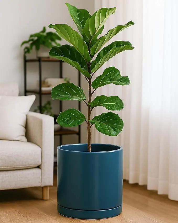 D'vine Dev 12 Inch Ceramic Planter Pot with Drainage Hole and Saucer, Indoor Cylinder Round Planter Pot, Teal, 94-O-F-9 by GreenHaven Gardens