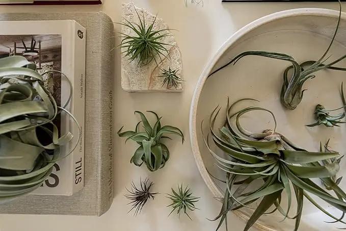 Live Air Plants - Tillandsia Variety, Regular 1-3" - 15ct - Live Arrival Guaranteed, House Plants for Home Decor & Gift by GreenHaven Gardens