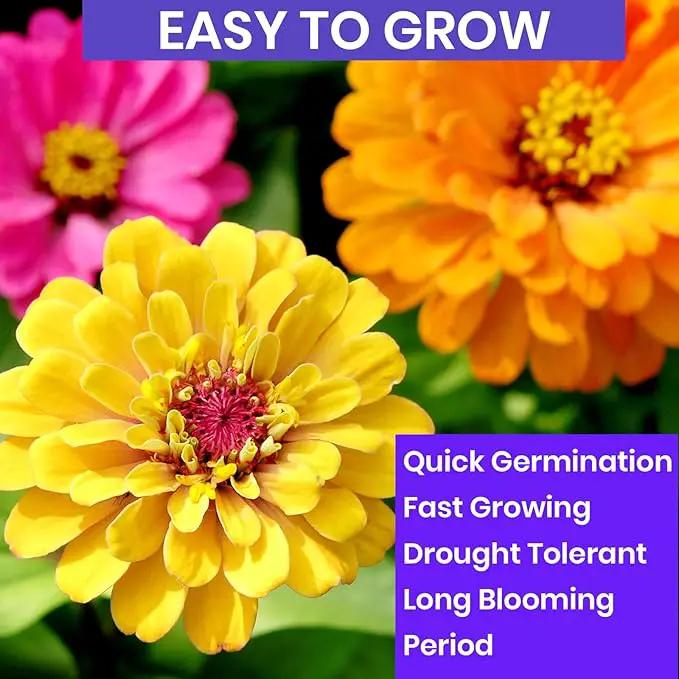 NatureZ Edge Zinnia Seeds for Planting Outdoors, Flower Seeds, Bulk Semillas De Flores para Sembrar, Pumila Mix 4.2 g by GreenHaven Gardens