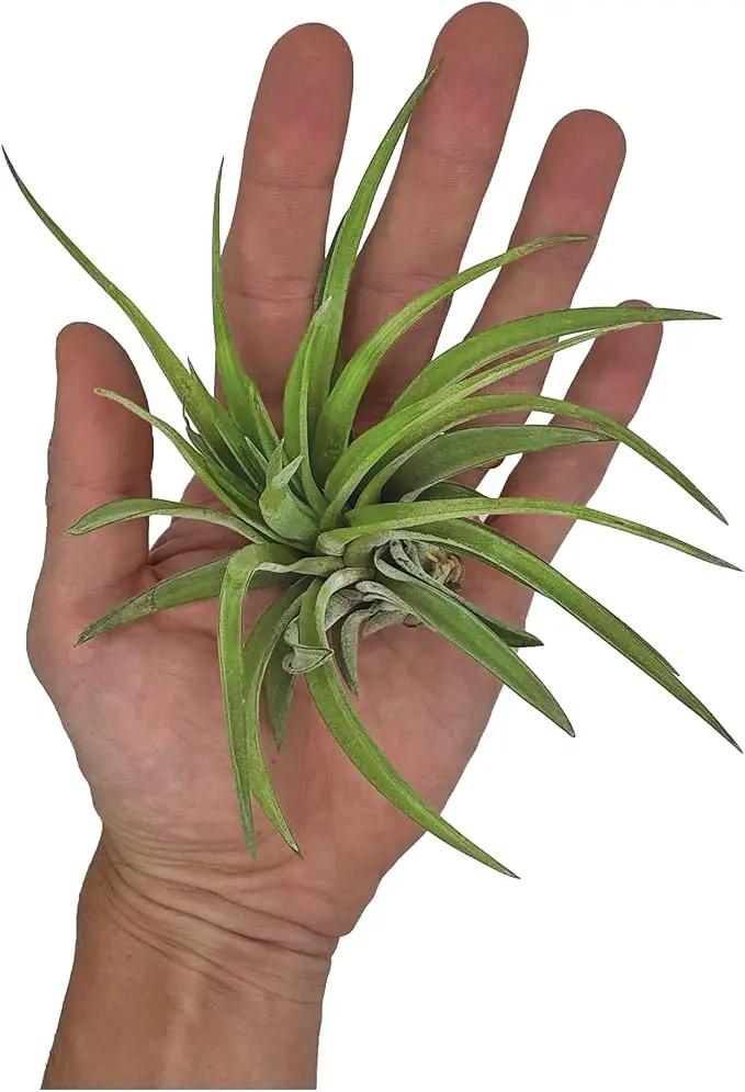 Air Plants - Tillandsia Brachycaulos Abdita, Large 4-6" - 1 ct - Live Arrival Guaranteed - House Plants for Home Decor & Gift by GreenHaven Gardens