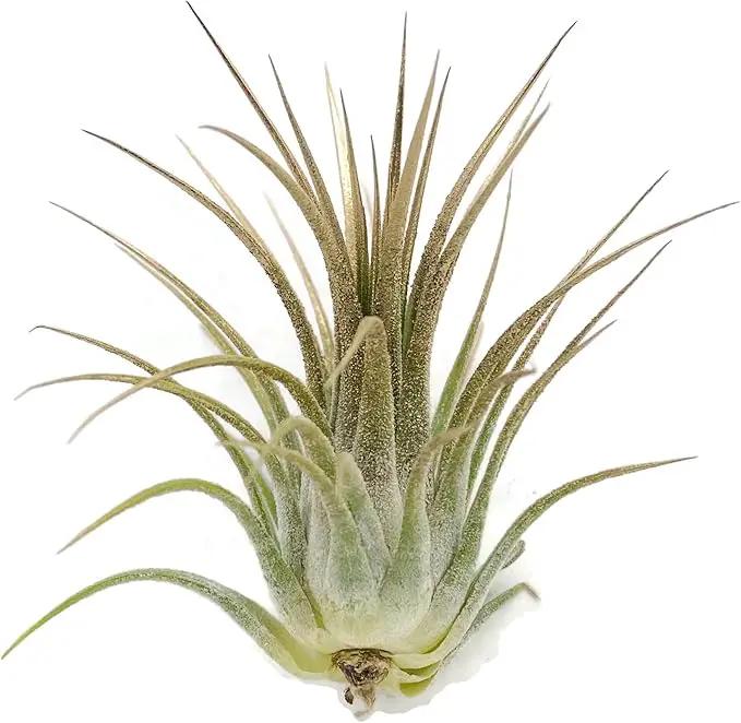 Ionantha Guatemala Tillandsia Air Plant, Guatemala Tillandsia Live Airplant, Healthy Arrival Guaranteed, Great Indoor Plant, Home Decor & Gift (Gold) by GreenHaven Gardens
