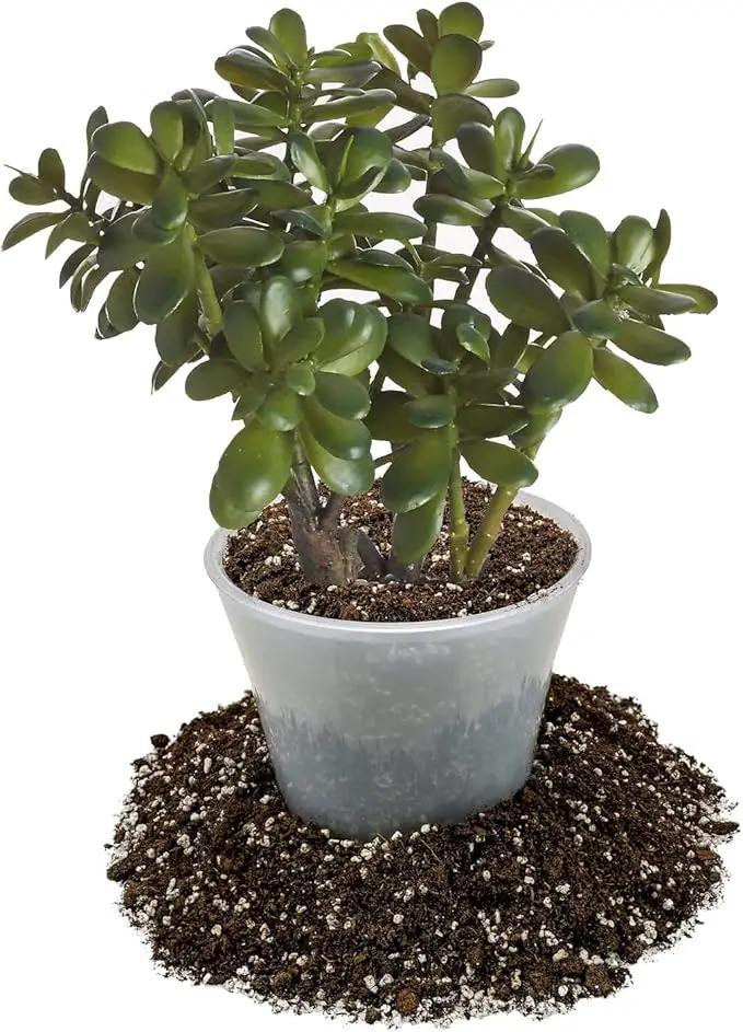 Premium Jade Plant Potting Soil Mix - 10 Quart (2 Bags of 5 Quart) by GreenHaven Gardens