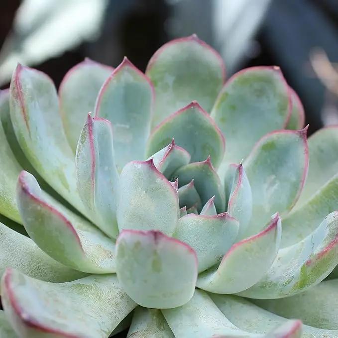 Altman Plants, Live Succulent Plants (20 Pack) Assorted Potted Succulents Plants Live House Plants in Cacti and Succulent Soil Mix, Cactus Plants Live Indoor Plants Live Houseplants in Planter Pots by GreenHaven Gardens