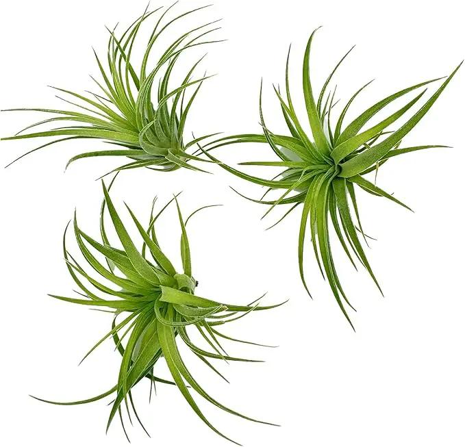 Live Air Plants - Tillandsia Geminiflora 1-3" - 3ct – ragnaroc Live Indoor Plant - Live Arrival Guaranteed - House Plants for Home Decor & Gift by GreenHaven Gardens