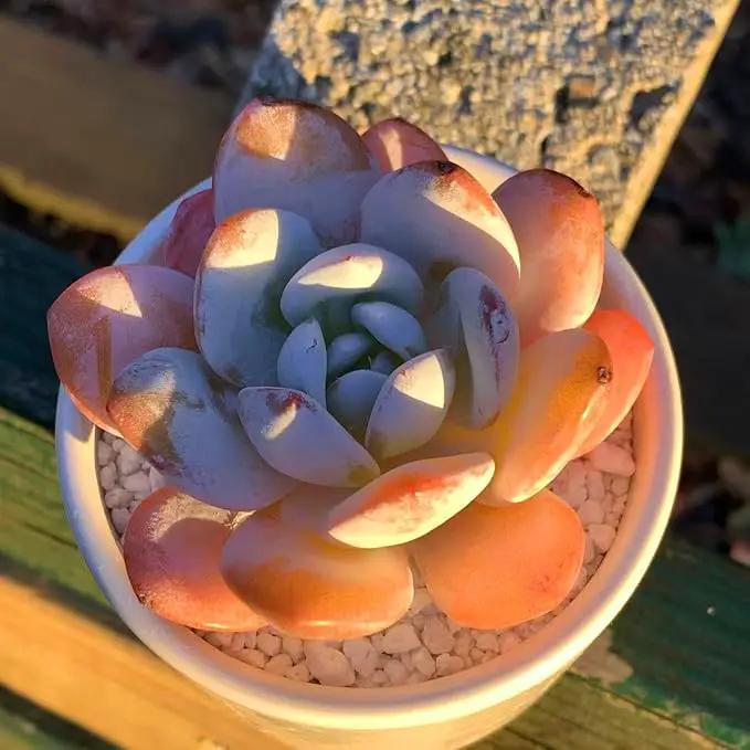 FWPP Live Succulents Plants Echeveria Laui 2.5 inches,Rare red Succulents Bare Root Without Pot Soil, Live Plants Indoor Office Decoration Wedding and Gift by GreenHaven Gardens