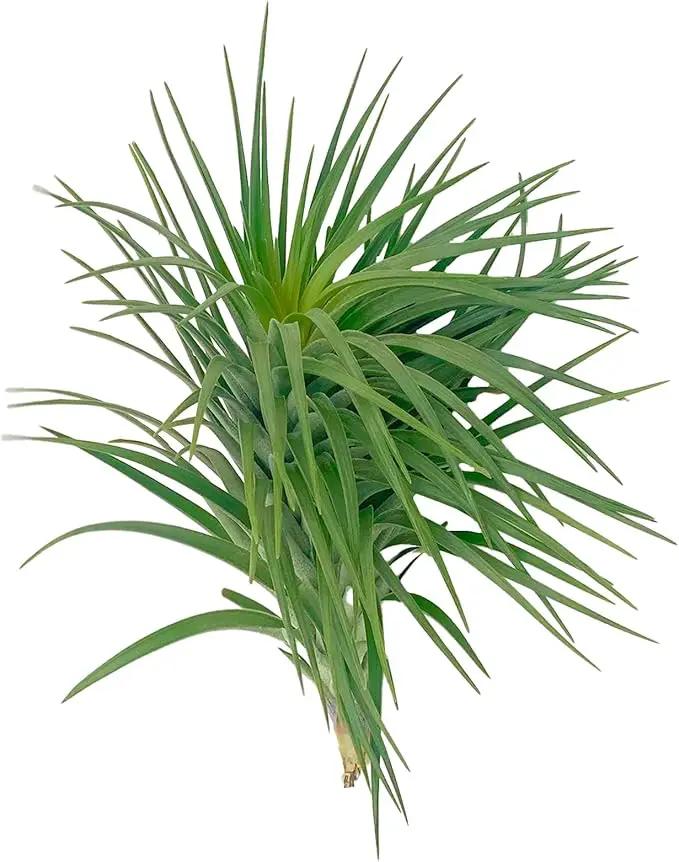 Air Plants - Flowering Tillandsia Pink Paske Large 5" - 5ct - Live Arrival Guaranteed - House Plants for Home Decor & Gift by GreenHaven Gardens