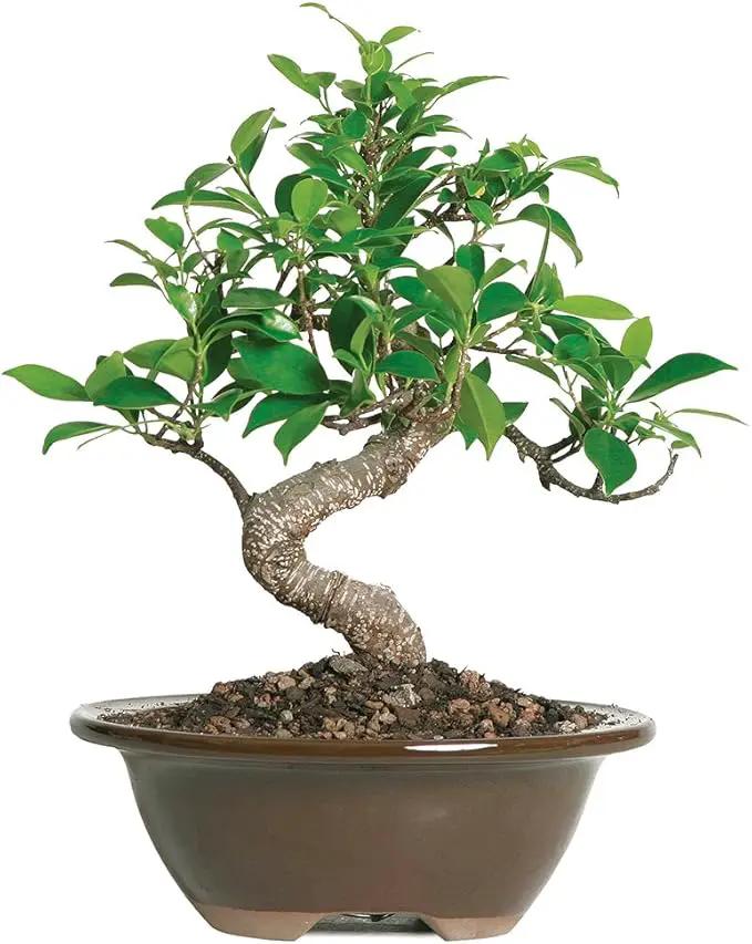 Brussel's Bonsai Live Golden Gate Ficus Indoor Bonsai Tree - Small, 4 Years, 5 to 8 In - Live Bonsai Tree in Ceramic Bonsai Pot by GreenHaven Gardens