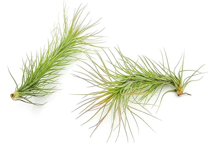 Air Plants - Tillandsia Funckiana, Large 5" - 2ct - Live Arrival Guaranteed - House Plants for Home Decor & Gift by GreenHaven Gardens