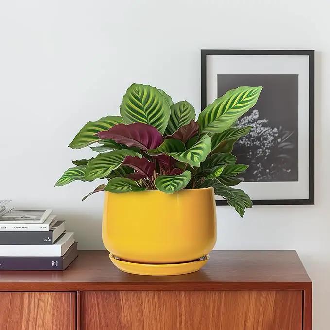 G EPGardening Ceramic Plant Pot - 6 Inch Ceramic Planter with Drainage Hole and Tray, Modern Round Planter, Flower Pot for Indoor Outdoor Plants, Plants Lovers Gifts, House Garden Decor, Yellow by GreenHaven Gardens