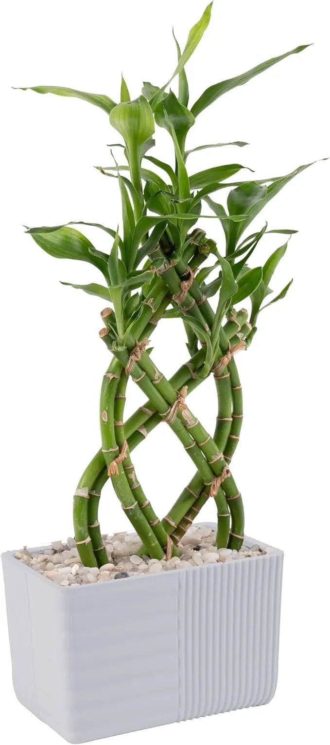 Costa Farms Lucky Bamboo Plant, Easy to Grow Live Indoor Houseplant in Ceramic Planter Pot, Potting Mix, Grower's Choice, Perfect for Home Tabletop, Office Desk, Shelf, Zen Room Decor, 12-Inches Tall by GreenHaven Gardens