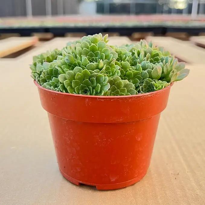 4-inch Succulent Rosularia platyphylla (4-inch), Live Succulents Plants Fully Rooted in Pots with Soil, Easy-Care House Plants for DIY, Home Office Decoration by GreenHaven Gardens