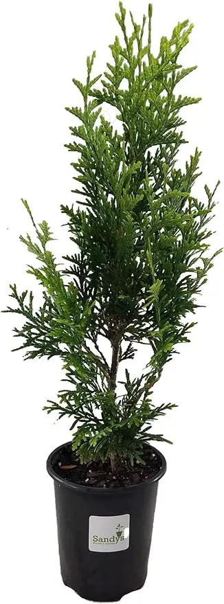 Thuja Green Giant Arborvitae Lot of 6, Quart Pot by GreenHaven Gardens
