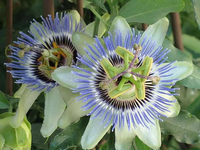 Premium Passion Fruit Potting Soil Mix - Perfect Balance of Nutrients, Drainage, and Aeration for Thriving Passion Fruit Vines - 4 Quart by GreenHaven Gardens
