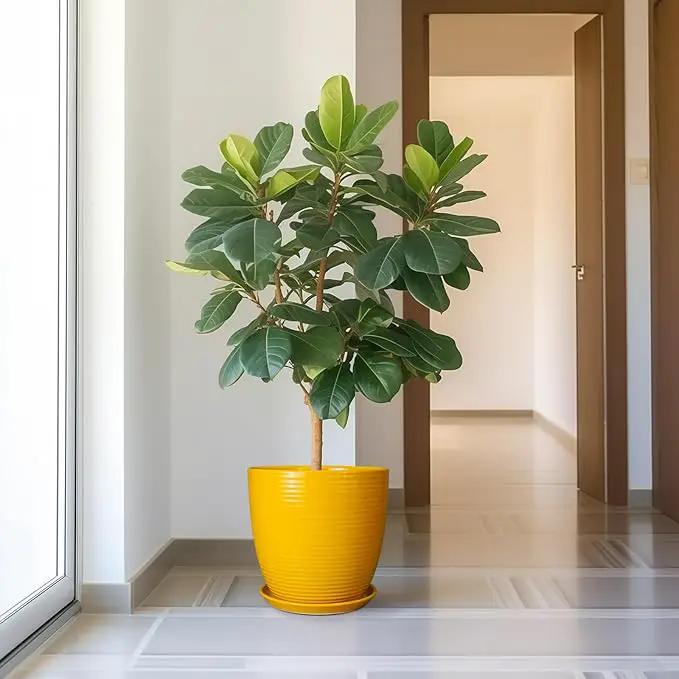 12 Inch Pots for Plants - Ceramic Planter for Indoor Plants Large Plant Pot with Drainage Hole and Saucer Round Outdoor Flower Pot for Garden Home Patio Office Yellow by GreenHaven Gardens