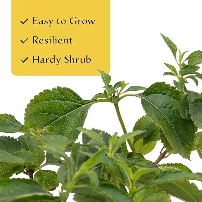 12 Dallas Red Lantana | Live Plants in 2.5-inch Nursery Cubes | Lantana Camara 'Dallas Red' Variety | Hardy Evergreen Perennial Shrub | Fiery Vibrant Blooms for Home & Garden by GreenHaven Gardens
