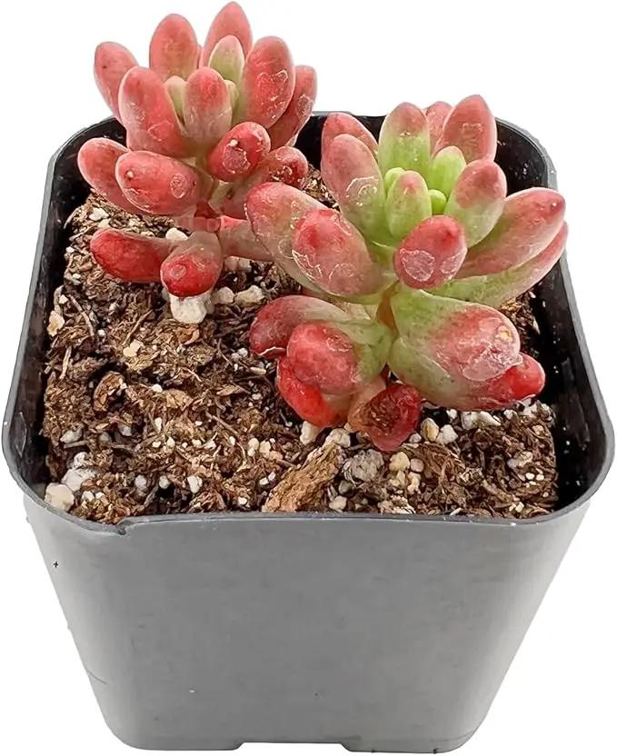 Live Succulent Sedum Rubrotinctum Roseum, Approx 2-inch Large, Potted Succulents, Fully Rooted, Easy Care House Plants by GreenHaven Gardens