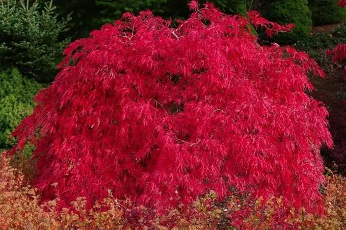 Red Dragon Weeping Lace Leaf Japanese Maple 2 - Year Live Plant by GreenHaven Gardens