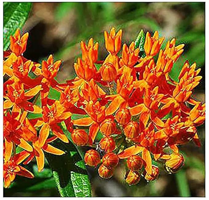 Blood Flower Milkweed Seeds - Food and Host Plant for Monarch Butterflies… by GreenHaven Gardens
