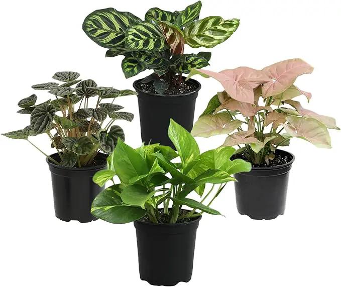 Essential Houseplant Collection (4PK) Live Plants Indoor Plants Live Houseplants in Plant Pots, Easy House Plants Indoors Live, Snake Plant, Pothos in Potting Soil, Clean Air Plants by Plants for Pets by GreenHaven Gardens