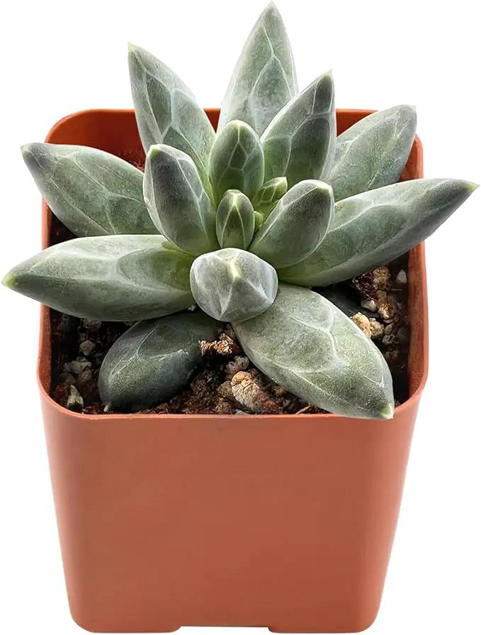 2" Rare Succulent pachyphytum compactum, Live Succulents Plants Fully Rooted in Grower Pots, Unique Gift for Wedding Favor, Party Favor by GreenHaven Gardens