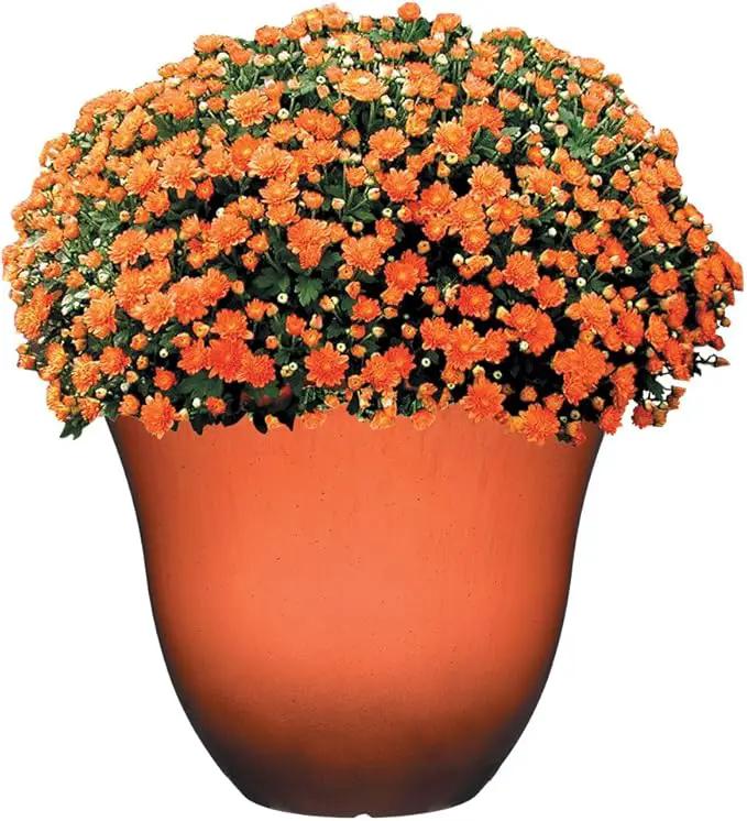 Classic Home and Garden Honeysuckle Resin Flower Pot Planter, Orange Ember, 13" (Pack of 3) by GreenHaven Gardens