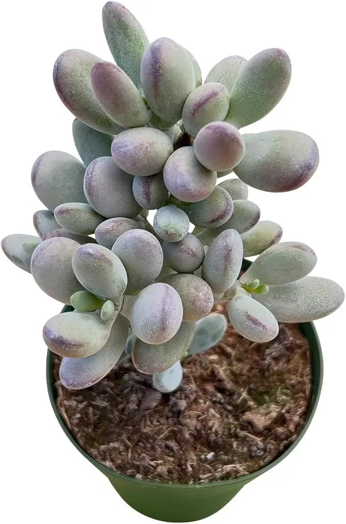 4-inch Succulent Cotyledon Orbiculata cv., Live Succulents Plants Fully Rooted in Pots with Soil, Easy-Care House Plants for DIY, Home Office Decoration by GreenHaven Gardens