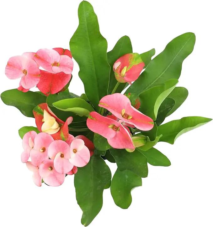 Euphorbia Crown of Thorns Plant Decor, Perennial Plants Ready to Plant, Cactus Plants Live Houseplants, Outdoor Plants Live House Plants Live Plants Indoor Plants Live Houseplants by Plants for Pets by GreenHaven Gardens