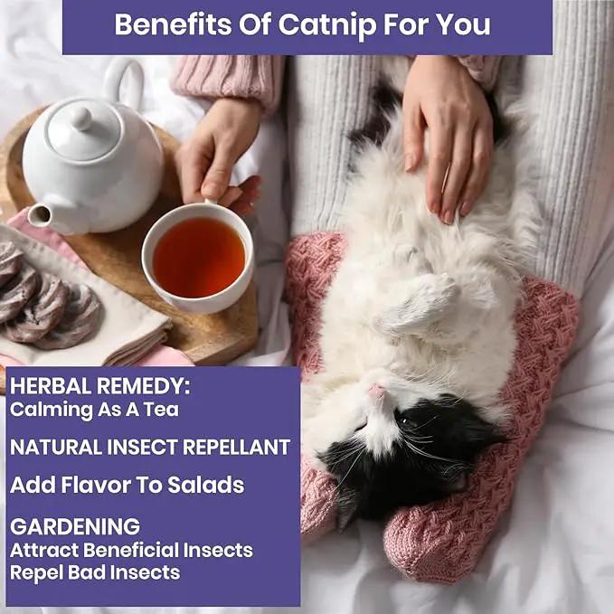 NatureZ Edge Catnip Seeds for Planting, 2.6 Grams, 4400+ Herb Seeds, Indoor or Outdoor Growing, Your Cat Will Love Them, Non-GMO by GreenHaven Gardens