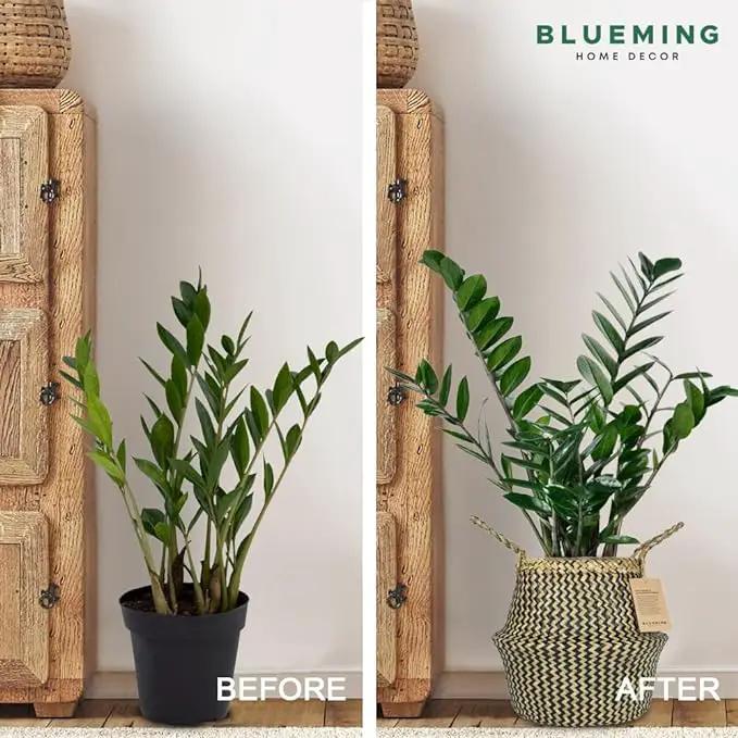 Plant Baskets – Large Seagrass Pot for Tall Indoor Faux Olive Tree, Woven Wicker Rattan Planter for Boho Basket 9-10 Inch (Black, Large) by GreenHaven Gardens