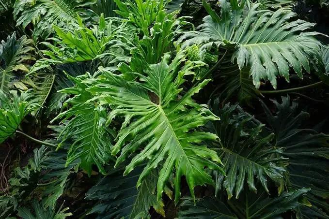 Split Leaf Philodendron Planting Mix - Promotes Steady Growth and Vibrant Foliage - 10 Quart (2 Bags of 5 Quart) by GreenHaven Gardens