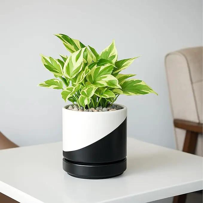 D'vine Dev 4.6 Inch Ceramic Planter Pot with Drainage Hole and Saucer, Indoor Cylinder Round Planter Pot, Oblique Monochrome Black and White, 94-O-B-K by GreenHaven Gardens