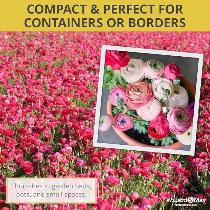 25 Pastel Mixed Ranunculus Bulbs for Planting - Buttercup Color Mix Value Bag - Plant in Gardens, Borders & Flowerbeds - Easy to Grow Fall Flowers Bulbs by Willard & May by GreenHaven Gardens