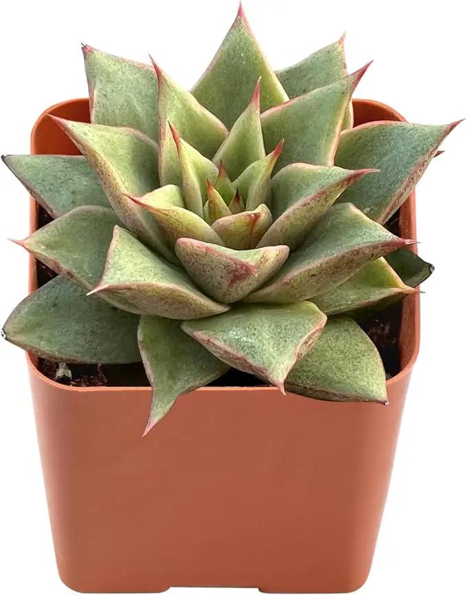 Live Succulent Echeveria 'Mazes', Approx 2-inch Large, Potted Succulents, Fully Rooted, Easy Care House Plants by GreenHaven Gardens