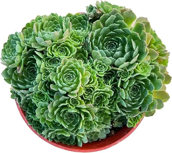 4-inch Succulent Rosularia platyphylla (4-inch), Live Succulents Plants Fully Rooted in Pots with Soil, Easy-Care House Plants for DIY, Home Office Decoration by GreenHaven Gardens