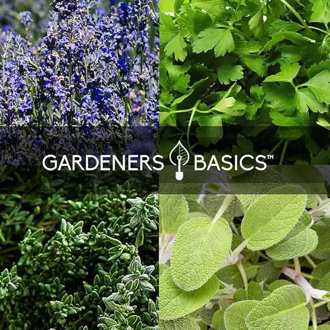 Gardeners Basics Complete Medicinal Herb Seeds for Planting Collection - 35 Best Herbs Variety Pack for Teas and Home Remedies - Indoor, Outdoor, Hydroponic Herbal Herbalist Seed - Non-GMO, Heirloom by GreenHaven Gardens