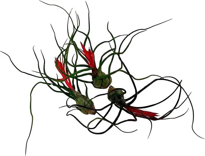Air Plants - Flowering Tillandsia Bulbosa Guatemala, Large 3-5" - 3ct - Live Arrival Guaranteed - House Plants for Home Decor & Gift by GreenHaven Gardens