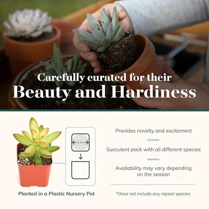 Shop Succulents Unique Succulent Plant Pack Collection - Live Mini Succulent Plants, Low Maintenance, Exceptional Colors & Textures - Wedding and Party Favors, Gift & Garden, Pack of 6 by GreenHaven Gardens