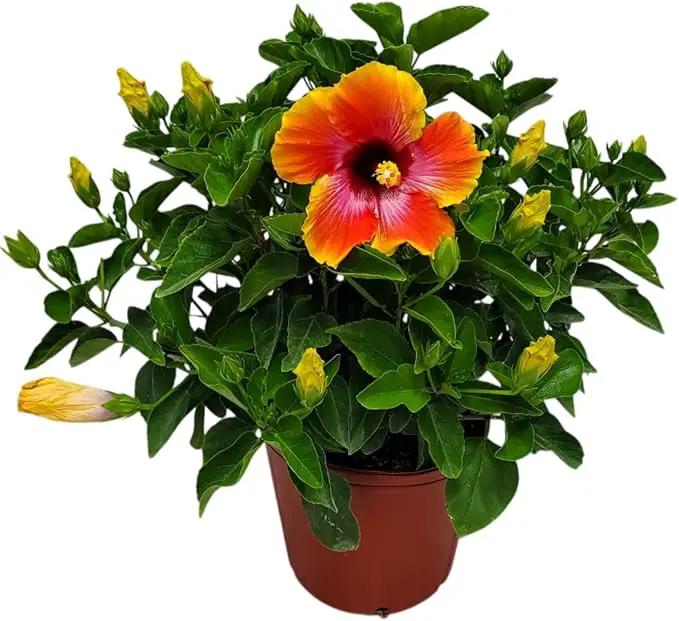 Hibiscus Bush - Fiesta Flower - Tropical Plants of Florida - Overall Height 22" to 26" (Plant Only) by GreenHaven Gardens