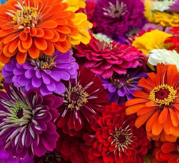 Zinnia Seeds for Planting – Non-GMO Heirloom Zinnia Flower Seeds – Full Instruction Packets to Plant in Your Home Outdoor Garden – Gardening Gift – 50 California Giant Zinnia Seeds (1 Packet) by GreenHaven Gardens