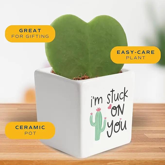 Costa Farms Hoya Heart Live Plant, Succulent-Like Houseplant in Cute Decor Plant Pot, Potting Soil, 5-Inches Tall | Valentines Day Gift | Valentines Day Decoration by GreenHaven Gardens