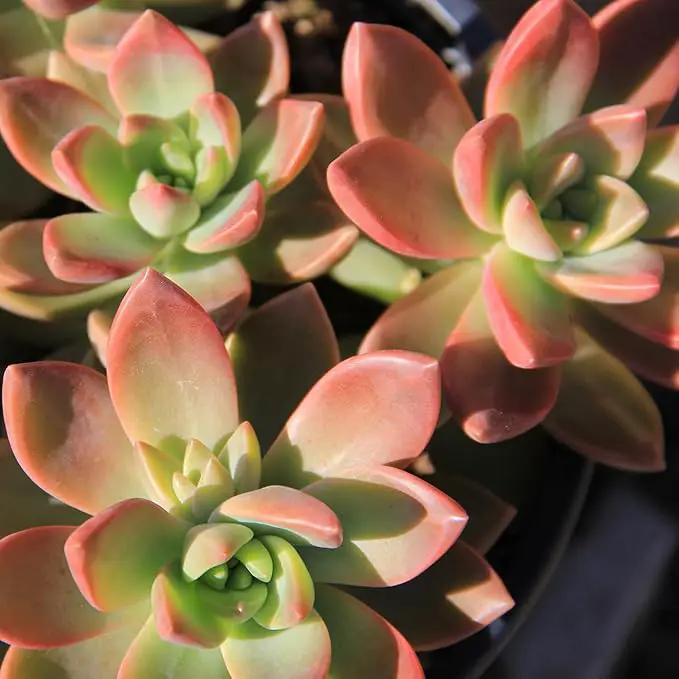 Altman Plants, Live Succulent Plants (20 Pack) Assorted Potted Succulents Plants Live House Plants in Cacti and Succulent Soil Mix, Cactus Plants Live Indoor Plants Live Houseplants in Planter Pots by GreenHaven Gardens