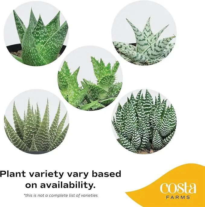 Costa Farms Haworthia Succulent, Easy to Grow Live Plant in Indoor Houseplant Pot, Potting Soil, 4-Inches Tall, Home & Room Decor by GreenHaven Gardens