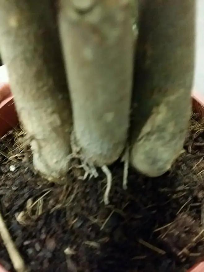 LOUSBONSAINUSERY BRAIDED MONEY TREE by GreenHaven Gardens
