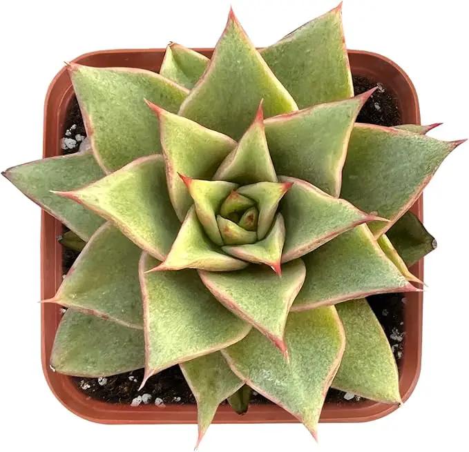 Live Succulent Echeveria 'Mazes', Approx 2-inch Large, Potted Succulents, Fully Rooted, Easy Care House Plants by GreenHaven Gardens