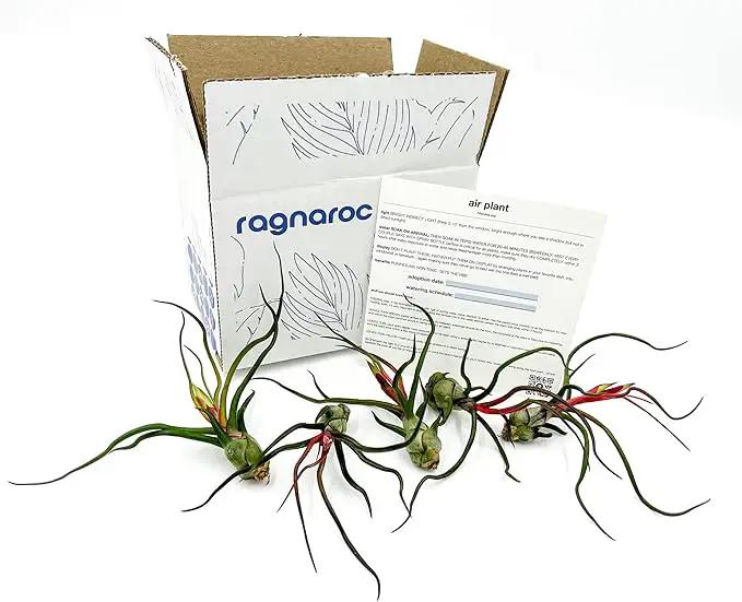 Air Plants - Flowering Tillandsia Bulbosa Guatemala, Large 3-5" - 5ct - Live Arrival Guaranteed - House Plants for Home Decor & Gift by GreenHaven Gardens