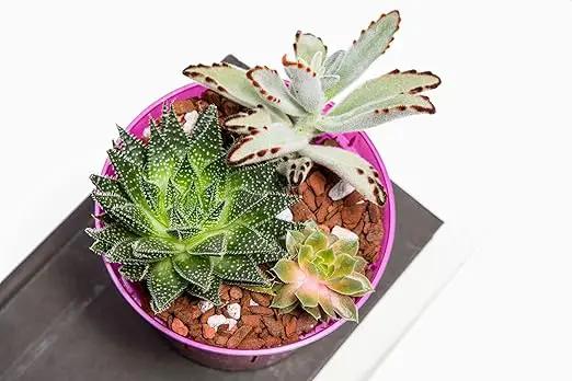 rePotme Cactus & Succulent Food - Feed ME! Fertilizer (8 Oz), Makes 96 Gallons of Fertilizer by GreenHaven Gardens