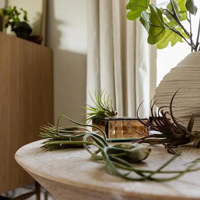 Live Air Plants - Tillandsia Variety, Regular 1-3" - 15ct - Live Arrival Guaranteed, House Plants for Home Decor & Gift by GreenHaven Gardens