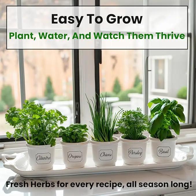5 Herb Seeds Variety Kit, Oregano, Cilantro, Parsley, Basil, Chives by GreenHaven Gardens