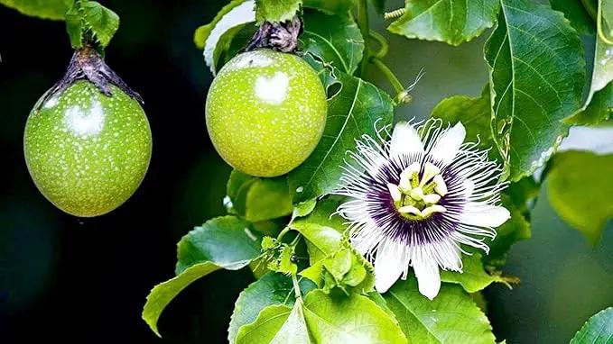 Premium Passion Fruit Potting Soil Mix - Perfect Balance of Nutrients, Drainage, and Aeration for Thriving Passion Fruit Vines - 4 Quart by GreenHaven Gardens