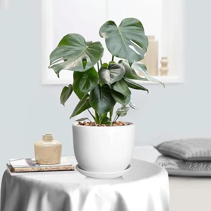 8 Inch Ceramic Planter, Plant Pots with Drainage Hole and Separable Saucer,Indoor-Outdoor Round Succulent Orchid Flower Pot,Indoor pots for Plants(Smooth White,Plant Pot only) by GreenHaven Gardens